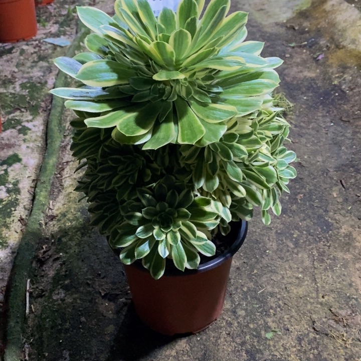 碧玉多肉植物184