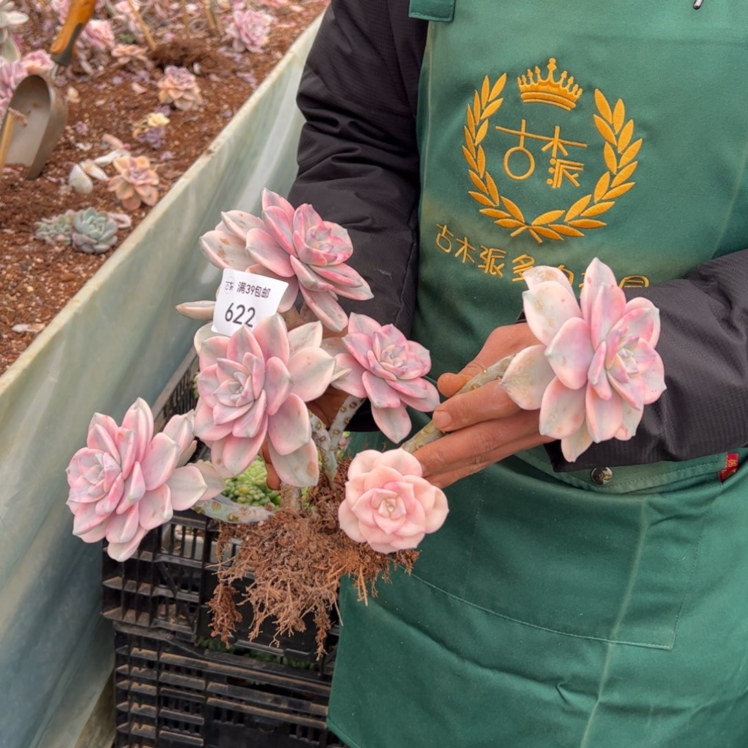 622紫乐锦老桩多肉植物2颗