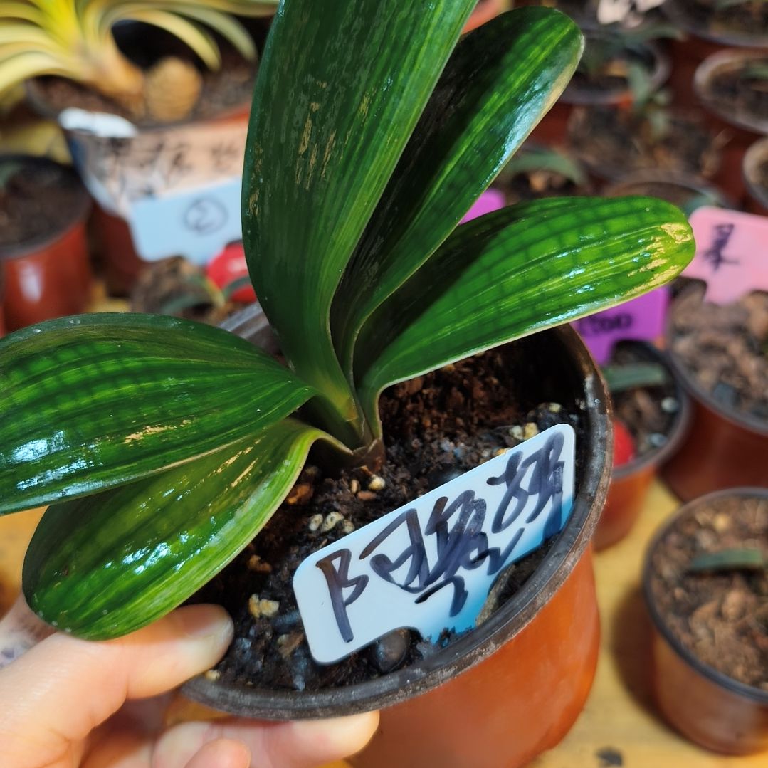 阿***特无花朵君子兰直播带货