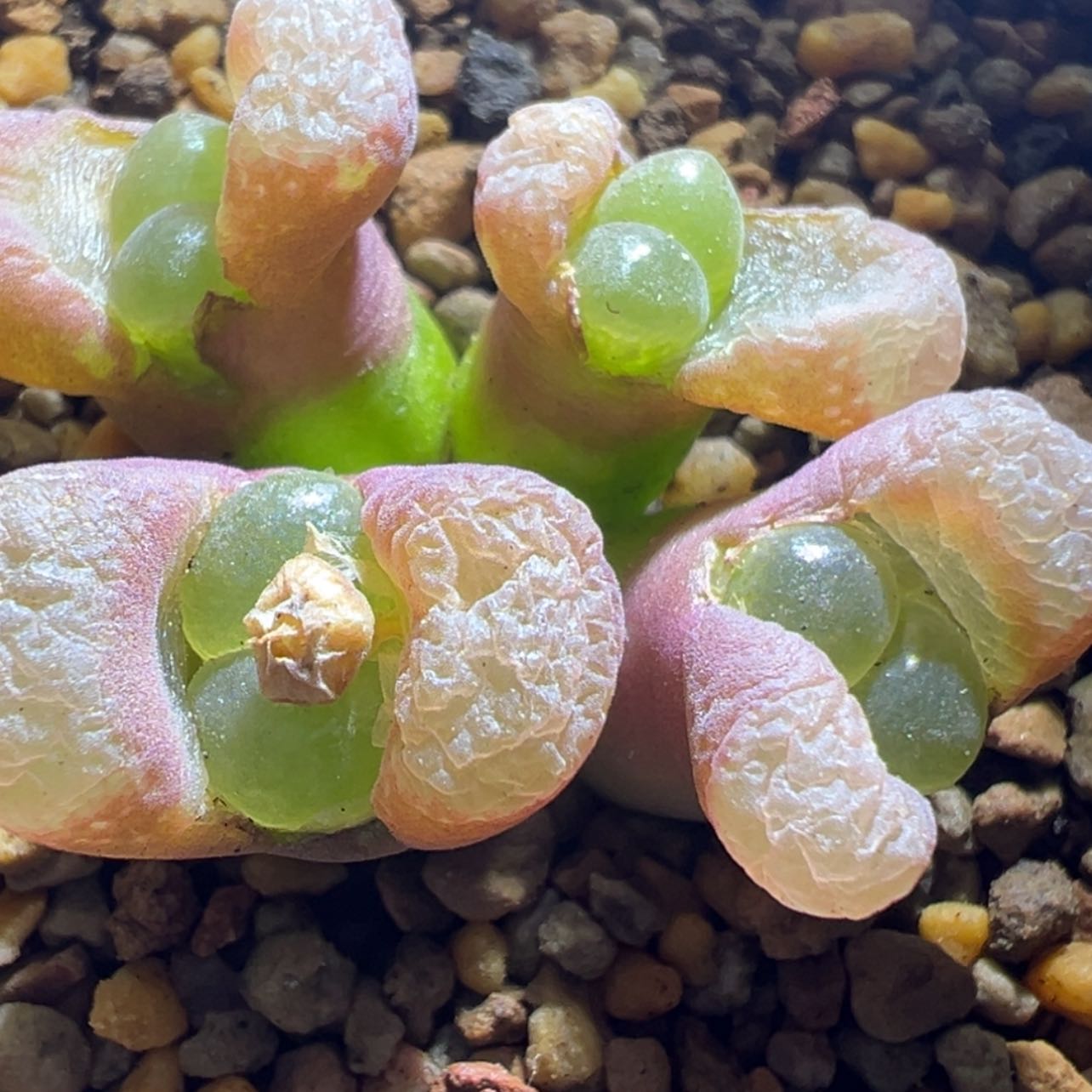 【闪购商品】红风铃 4头