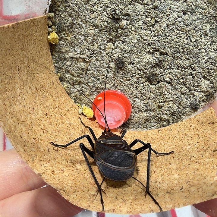 O***n蟋蟀麒麟一条包邮