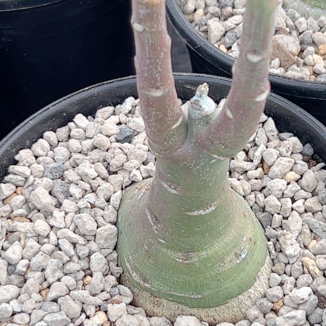 实生 幻蝶蔓仙人球