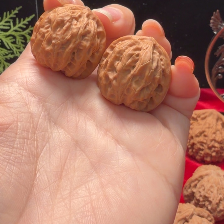 核桃野生小手捻精对