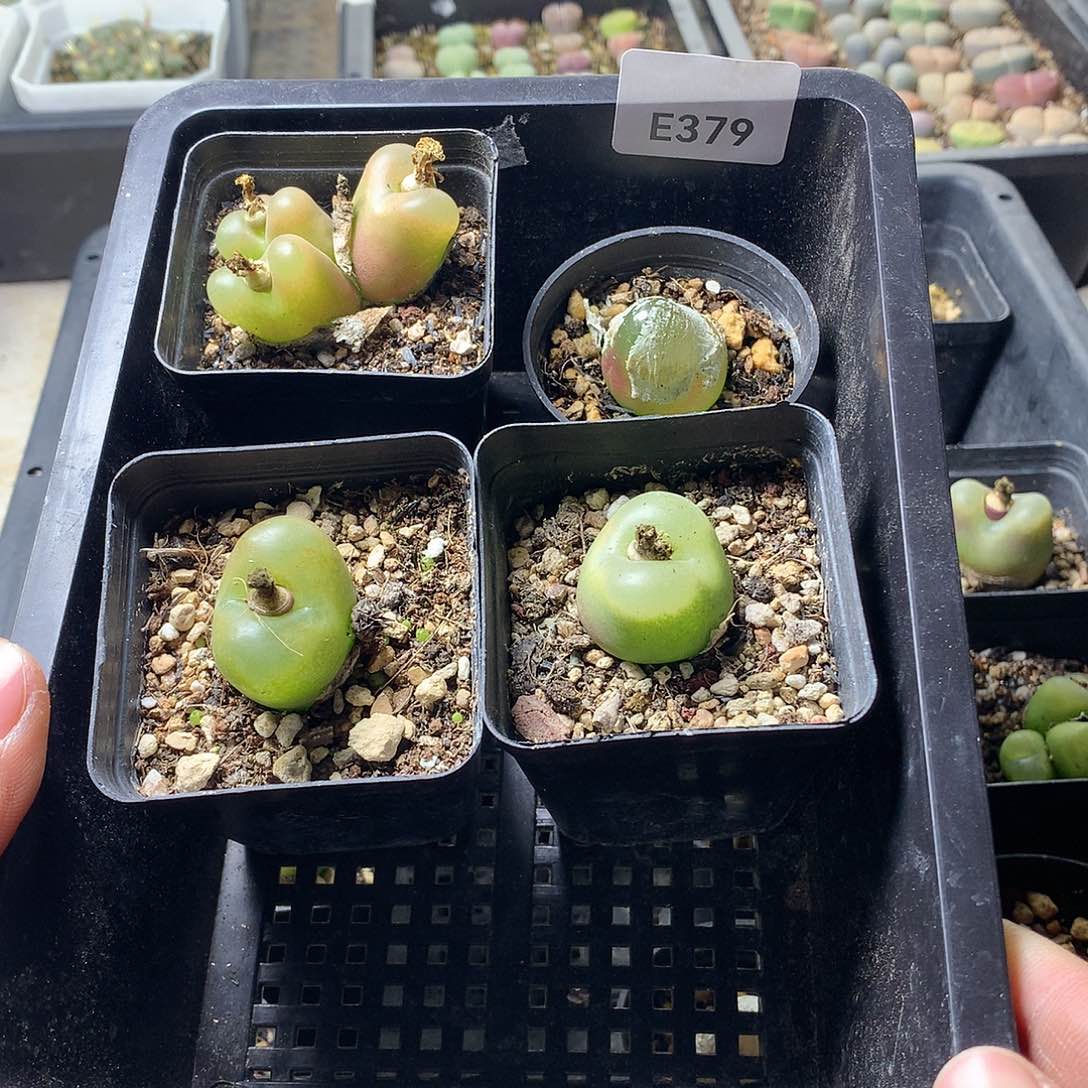 蓝**～E379多肉植物保护研究所