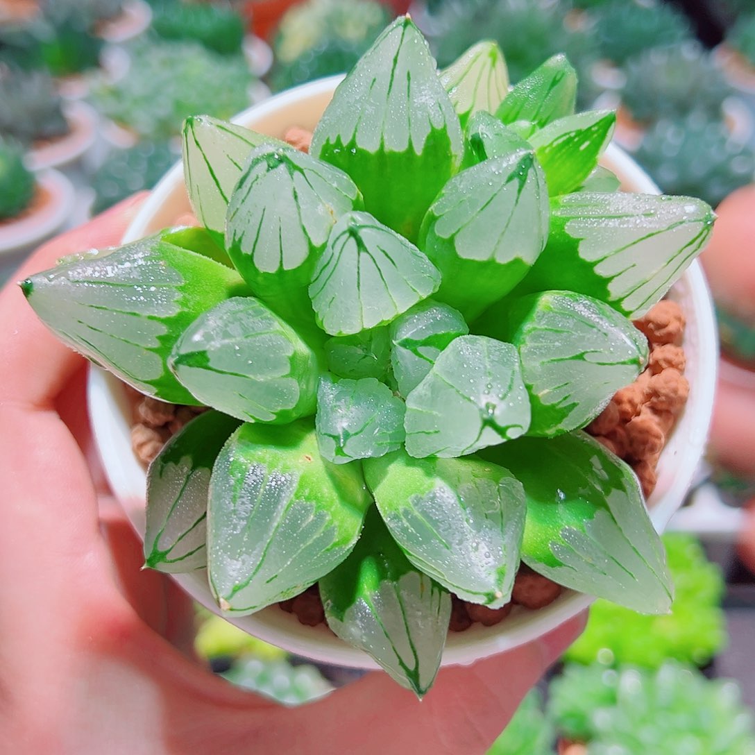 冰城寿多肉多肉多肉