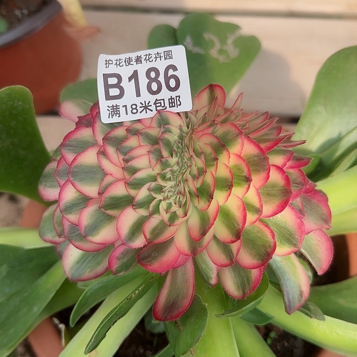 多肉 荔枝缀化多肉法师