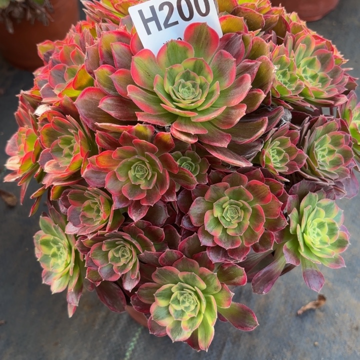 瑞妈多肉植物。200安娜锦