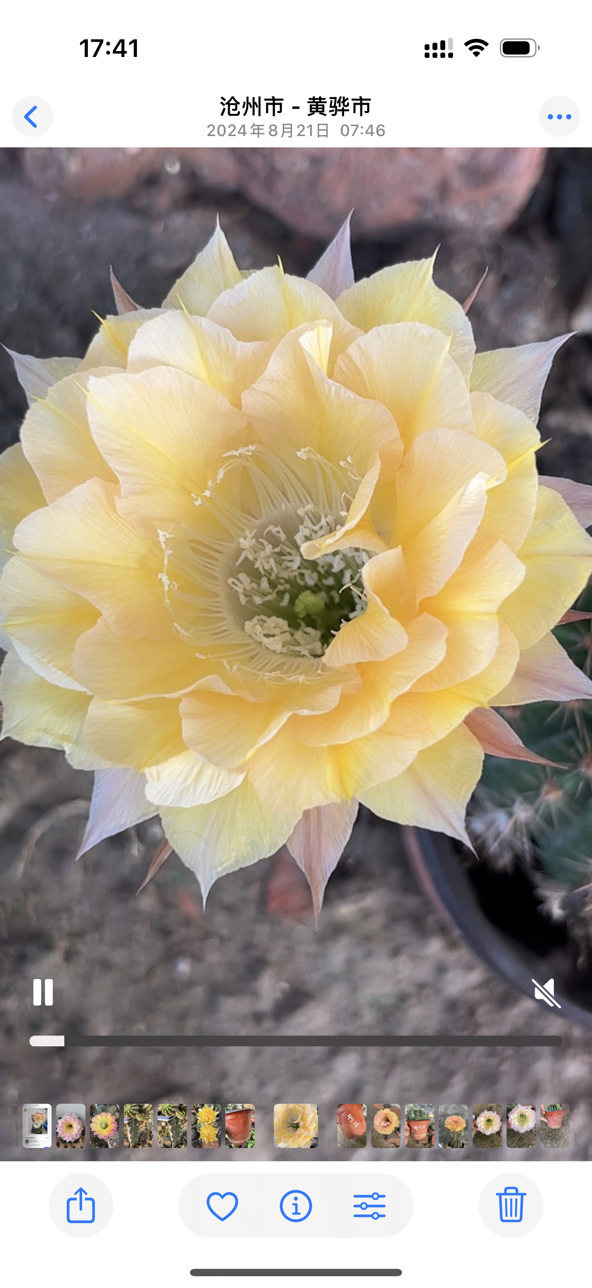 仙人球彩草小G4821