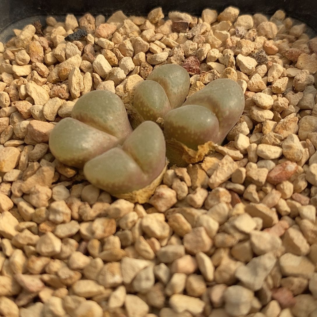 2613风铃一群一群