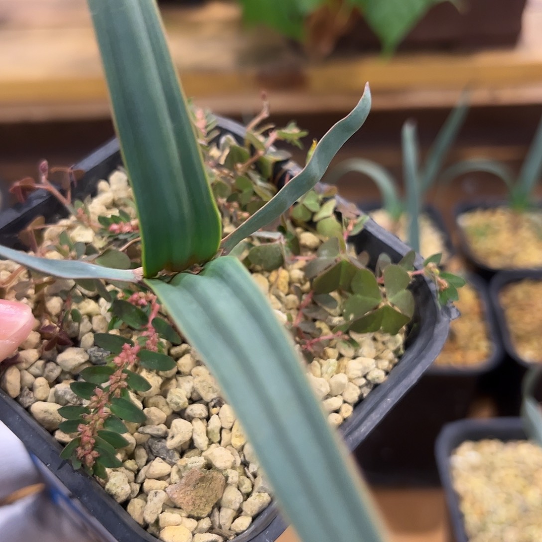 汤圆植物10百岁兰原价128