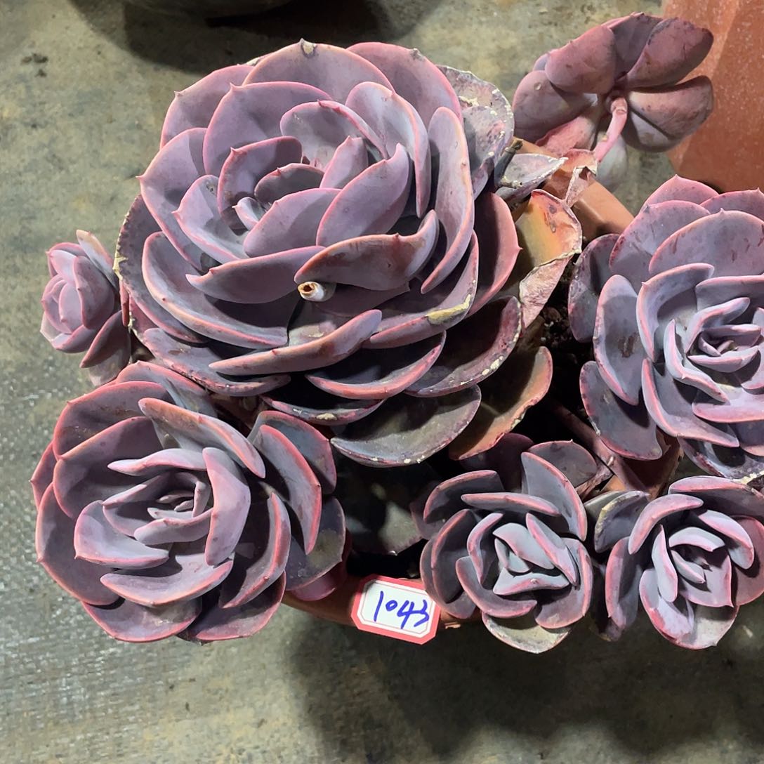 随*尘埃玫瑰1043 晓晓一物一拍