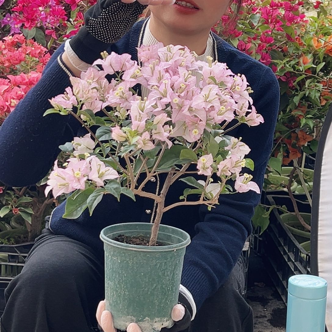 大部分花苞少量开放丽娜掌中宝一棵