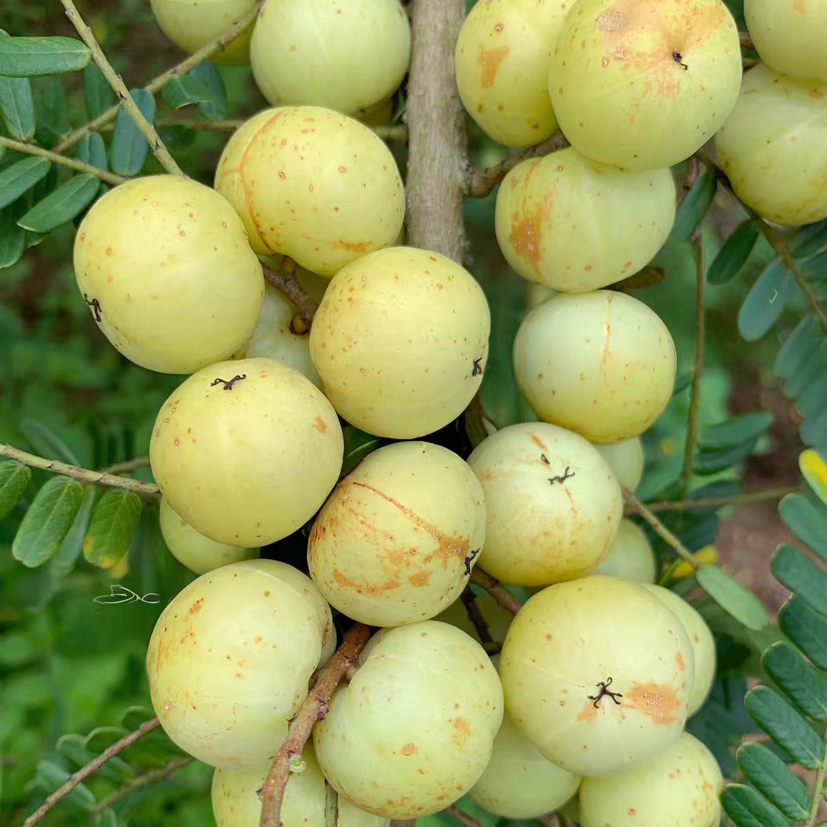 现摘新鲜油甘果油甘果酥脆回甘可生吃榨汁