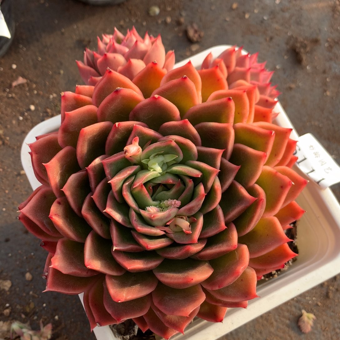 6111新年快乐发发发发