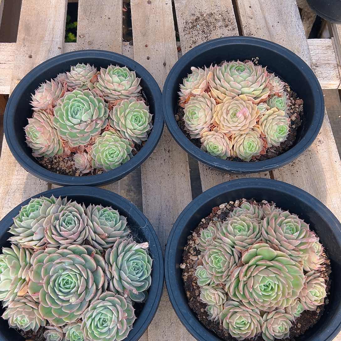 昂斯诺，满18包邮