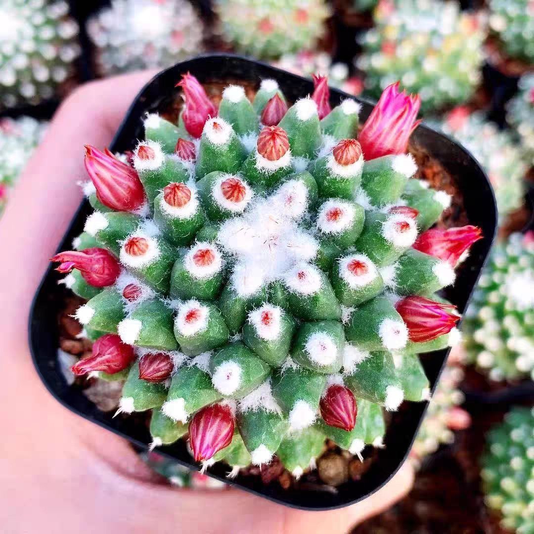 小号雪糕仙人球植物【满15.8包邮】