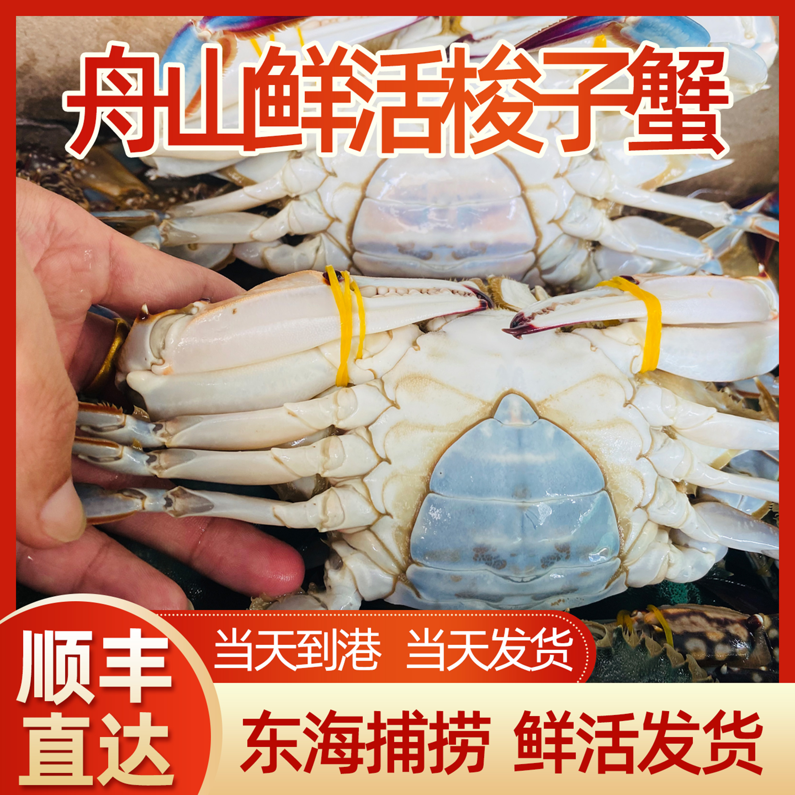 【保鲜不保活】肉母蟹淡膏蟹3斤5-7两每只舟山流网梭子蟹码头直发
