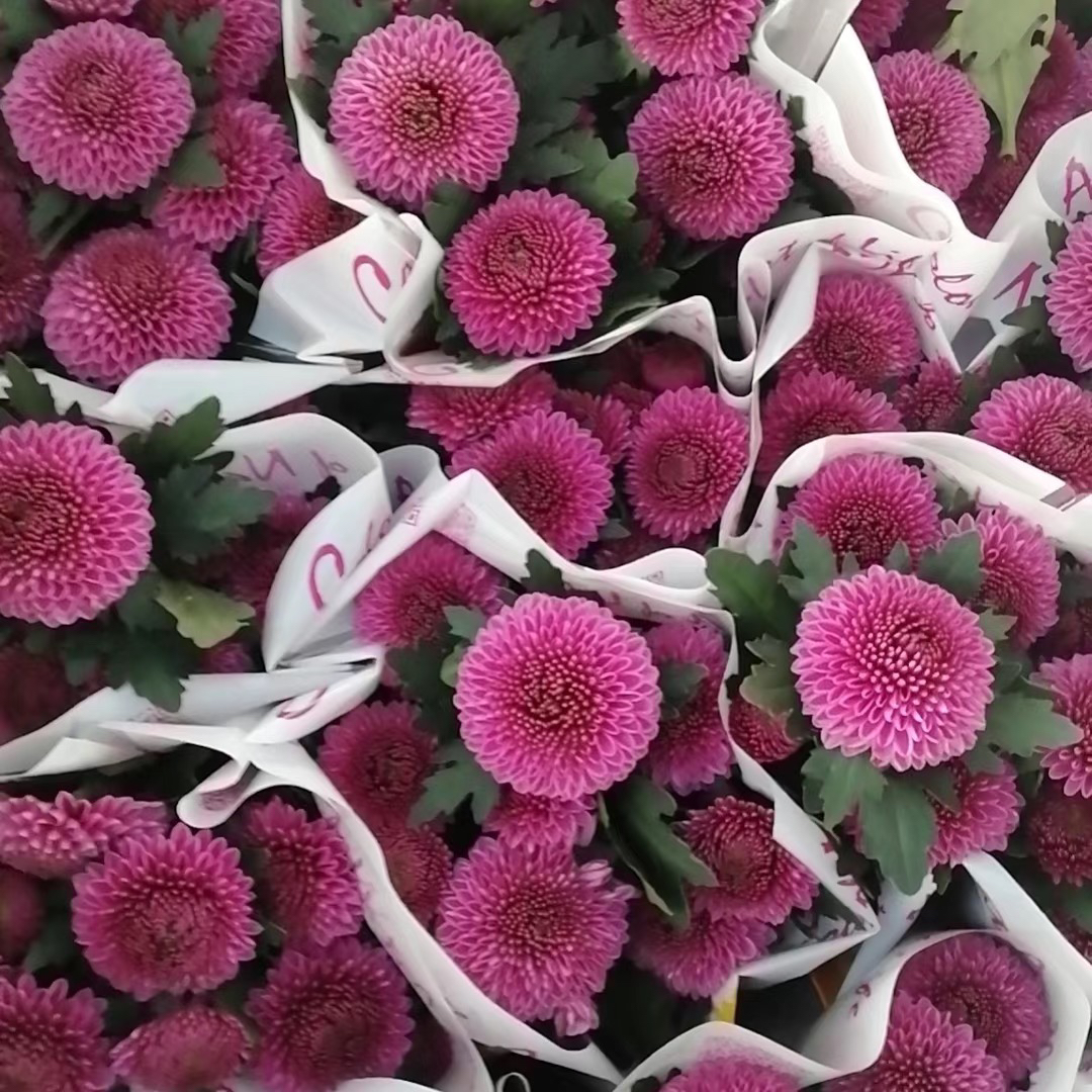 乒乓菊多色菊花盆栽四季开花好养室内办公室绿植净化空气除甲醛