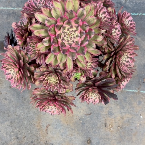 多肉植物奥黛丽锦。