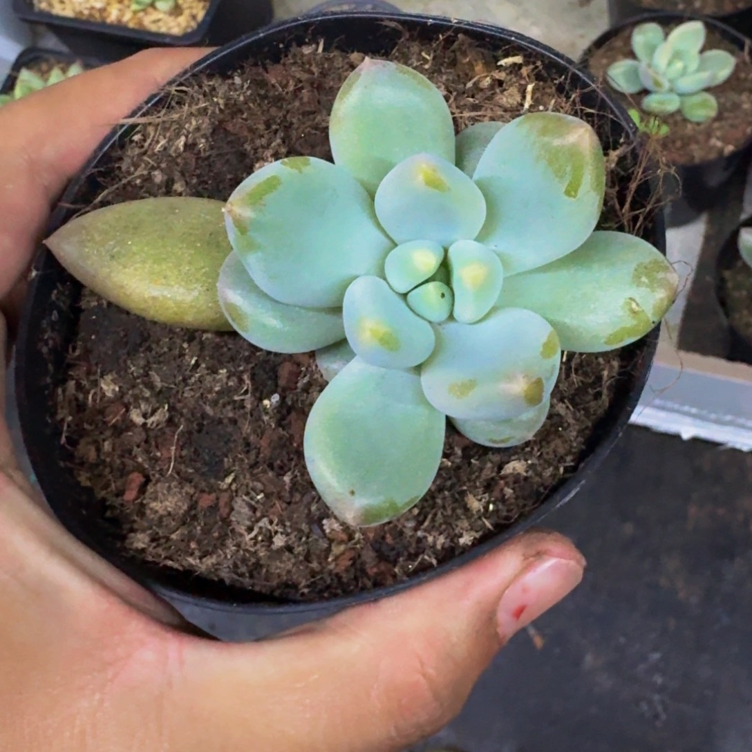 黄胖体 哥特 单头 叶插 一物一拍