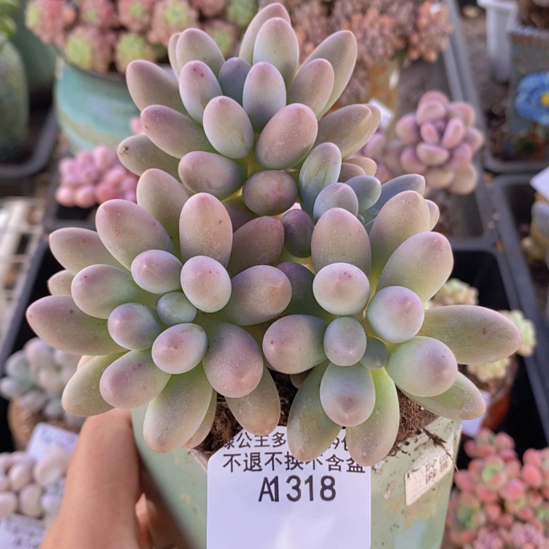 汤圆9cm318多肉植物 jio po