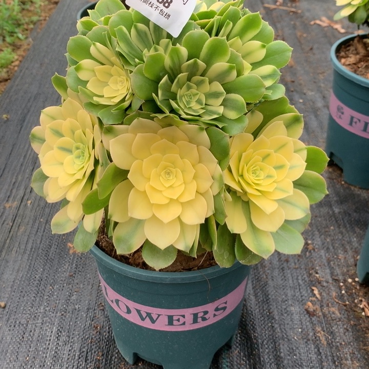 r**v1168辛尼亚多肉植物