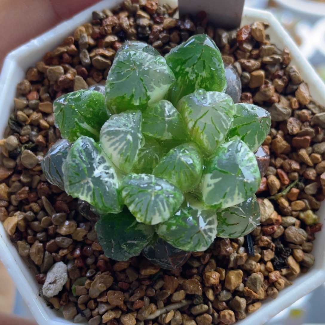 12.十二卷多肉塑料皮玉露锦。    