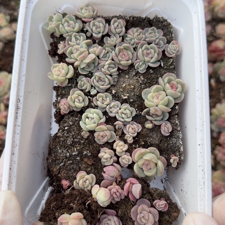 68 号王者tt01系列多肉一盒