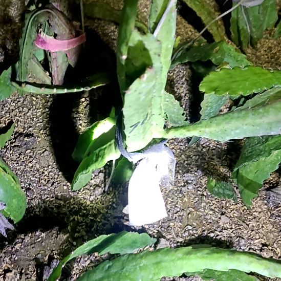 鸣***鸣完全开放令箭何花70号