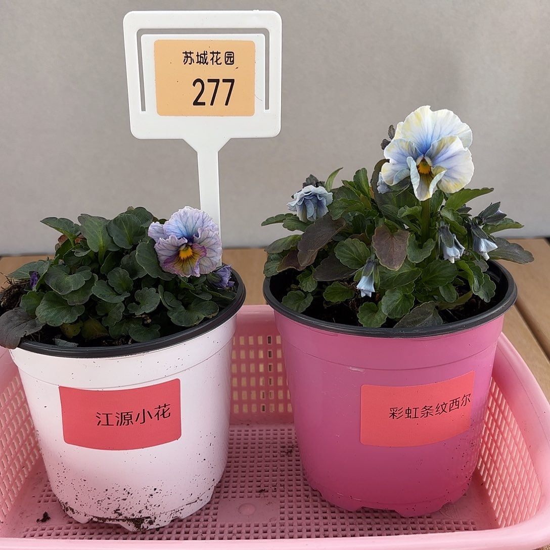 大部分开放少量花苞277