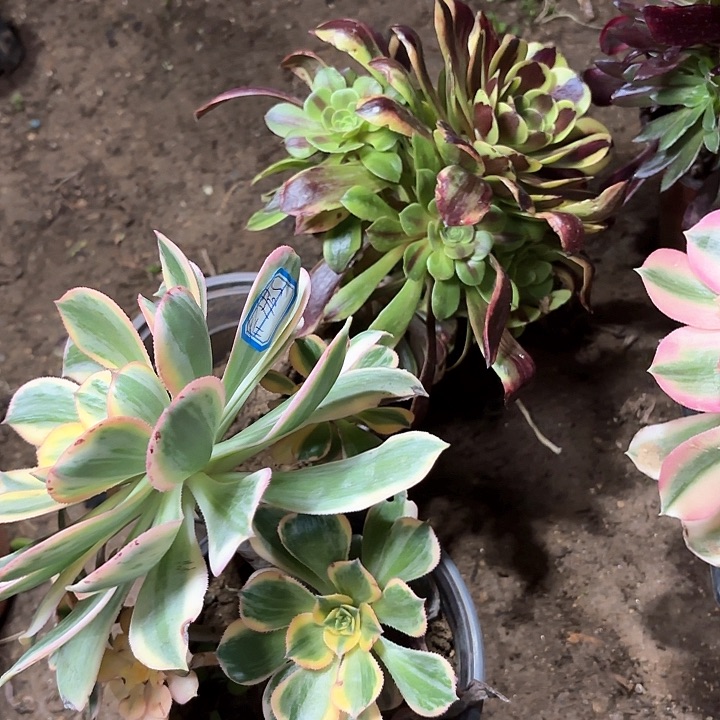 乔*多肉植物法师2颗99