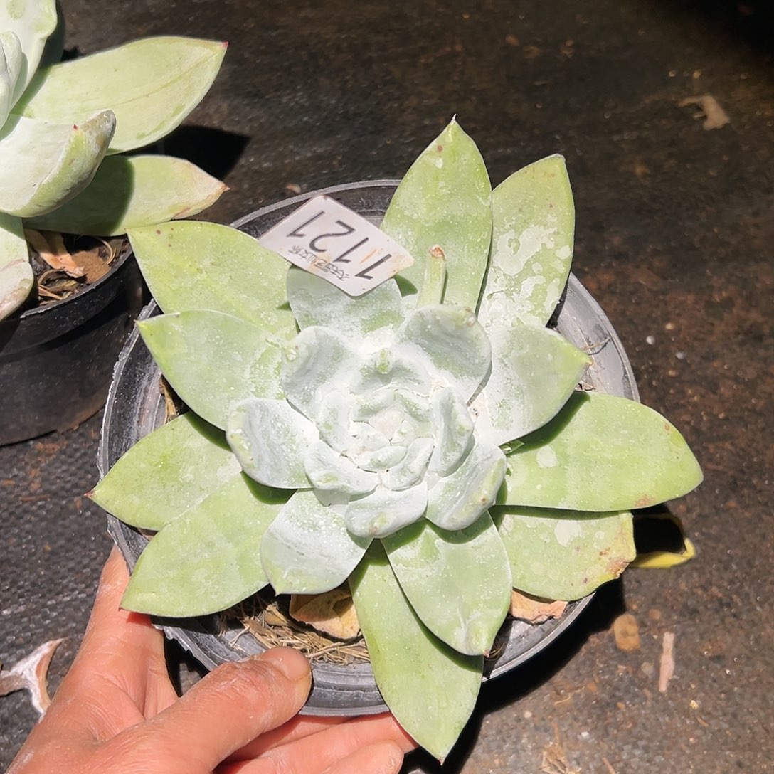 3代杂交仙女杯多肉。