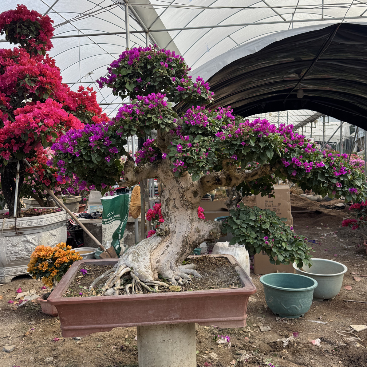 三角梅盆景同安红老桩盆景