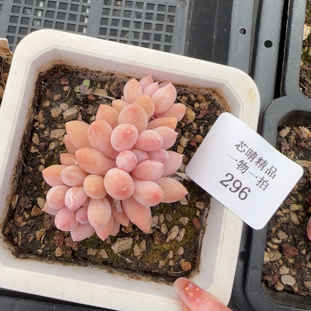 闪购精品多肉296号