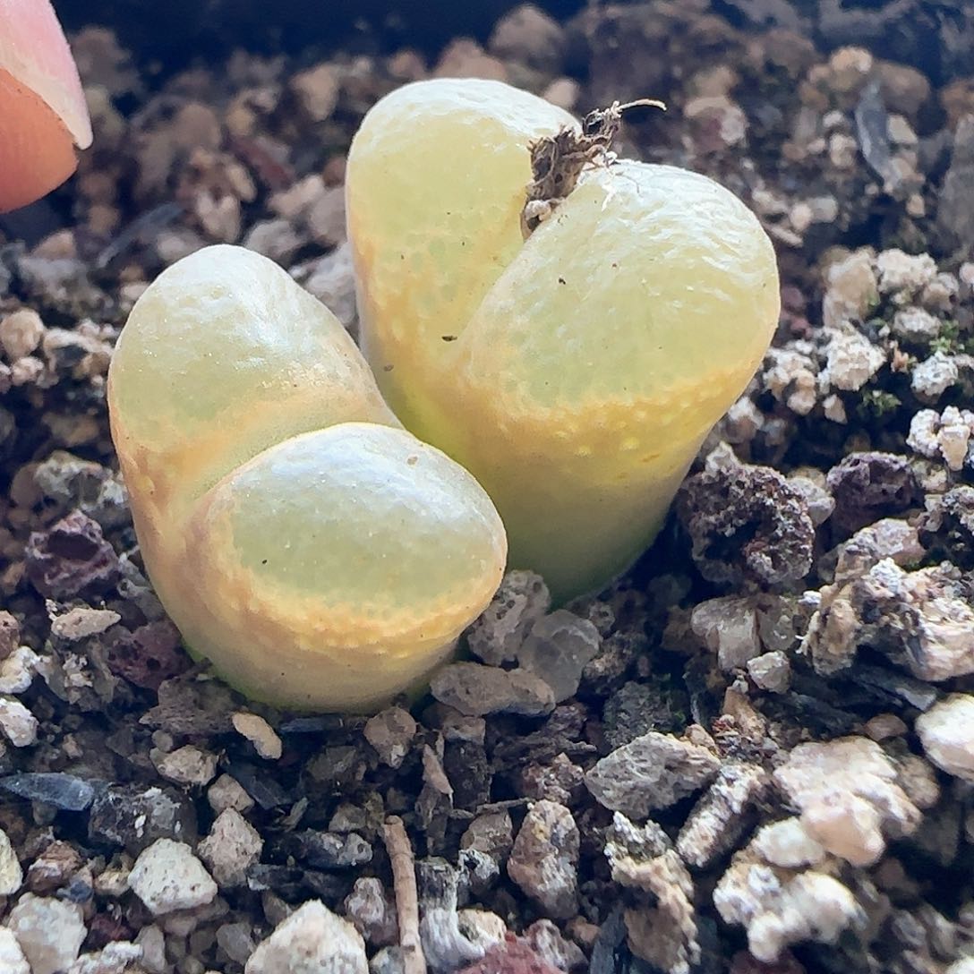 28包邮脱土发货26101