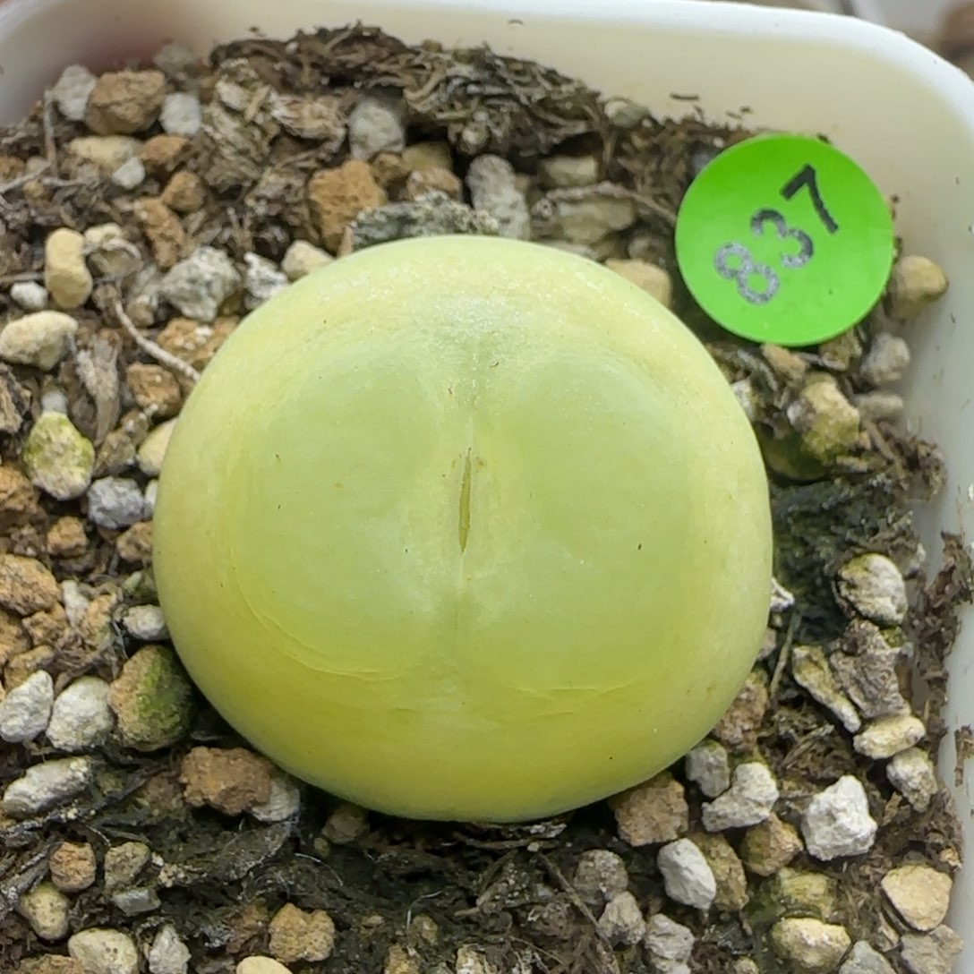 拉登2.5+多肉植物837