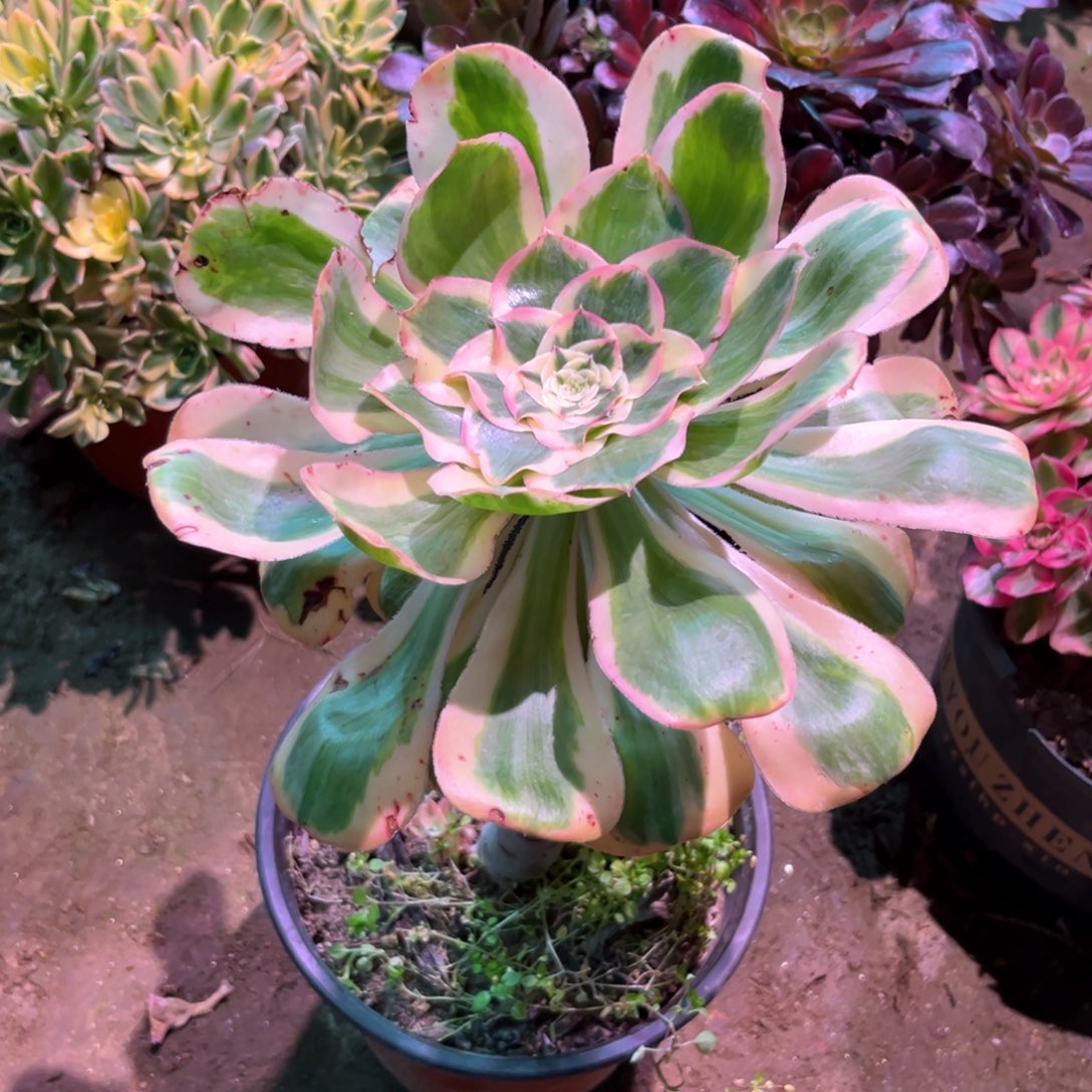 多肉植物燕姿680