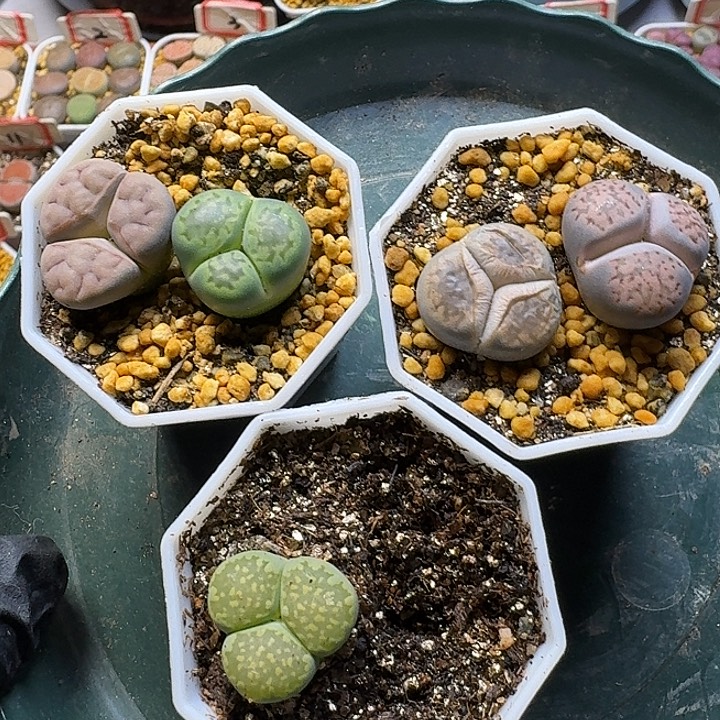 怼***了生石花1111111。   87