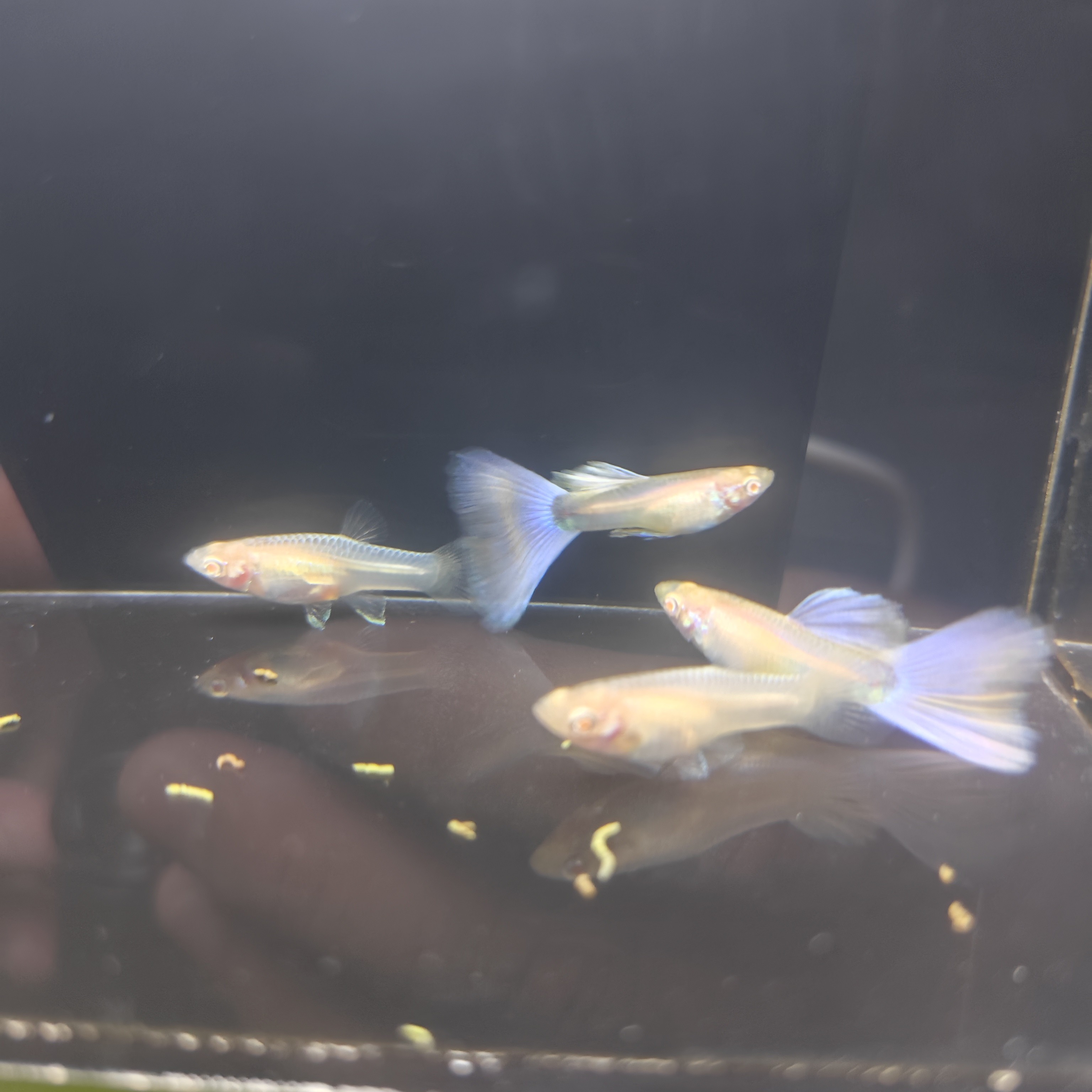 金粉孔雀鱼白子2对