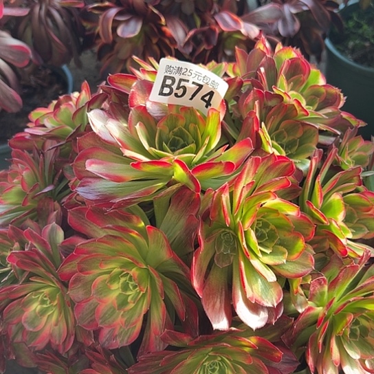 胜*多肉植物一个