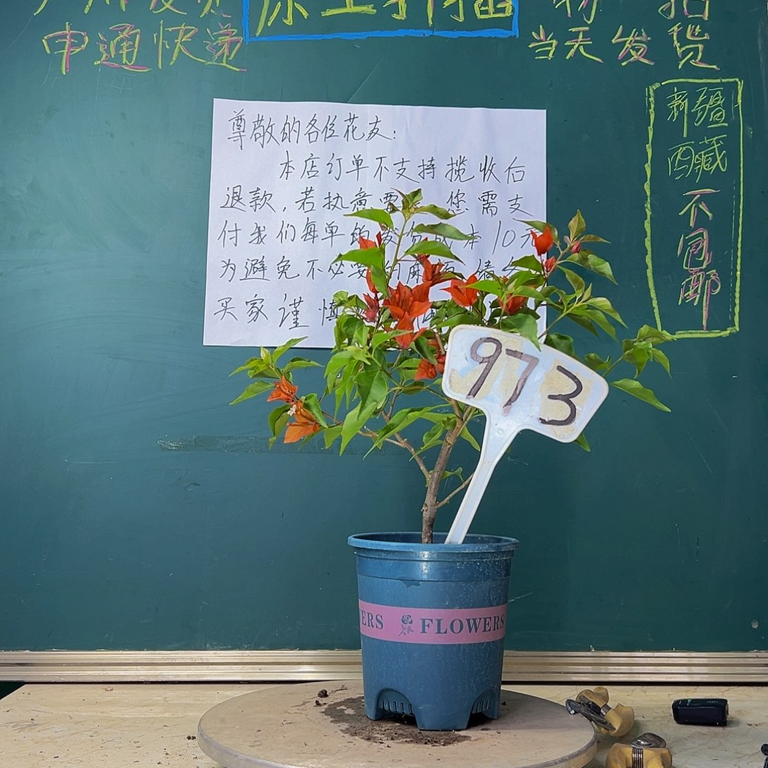 当前无花栽培后可以开花热火桑巴有瑕疵 973