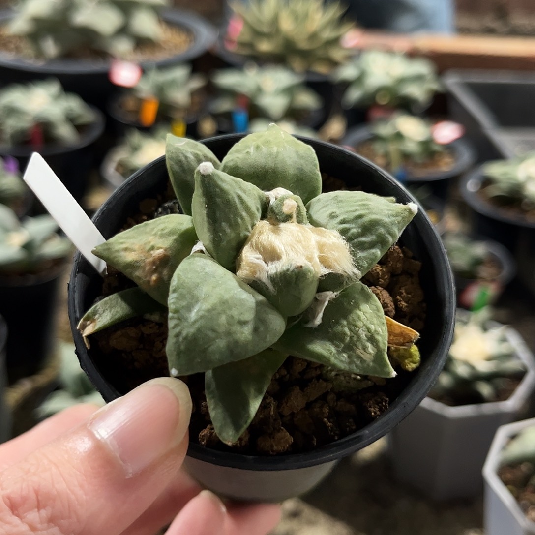 59号实生福利怒涛