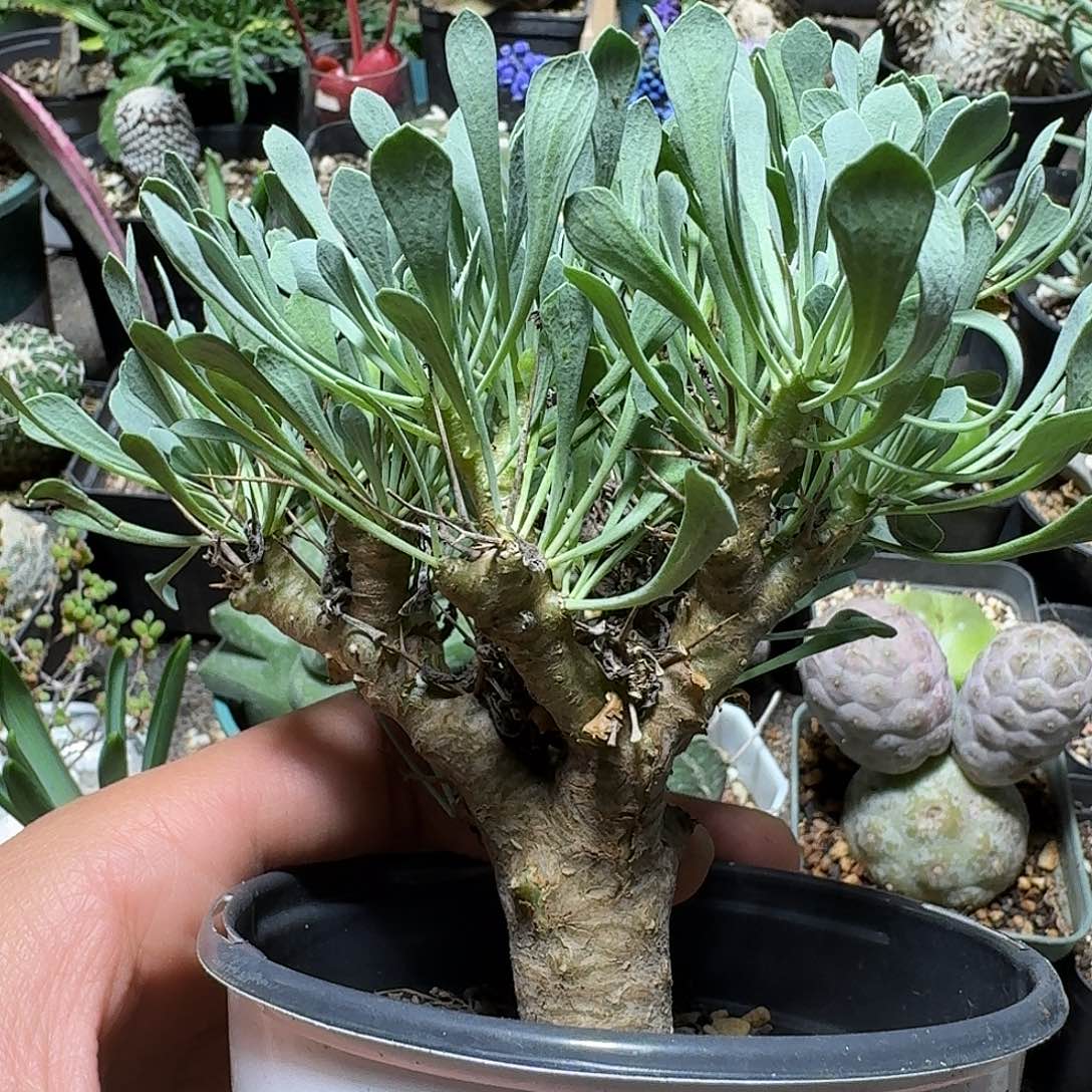 554黑鬼殿厚敦菊带盆发货