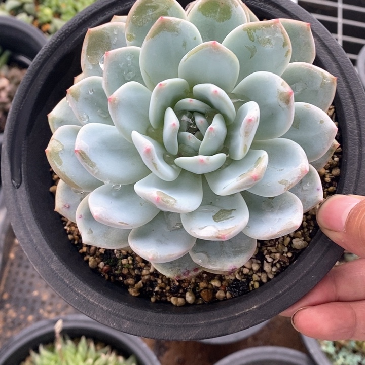 橙梦露一颗。 随机脱土发货。  福利。  