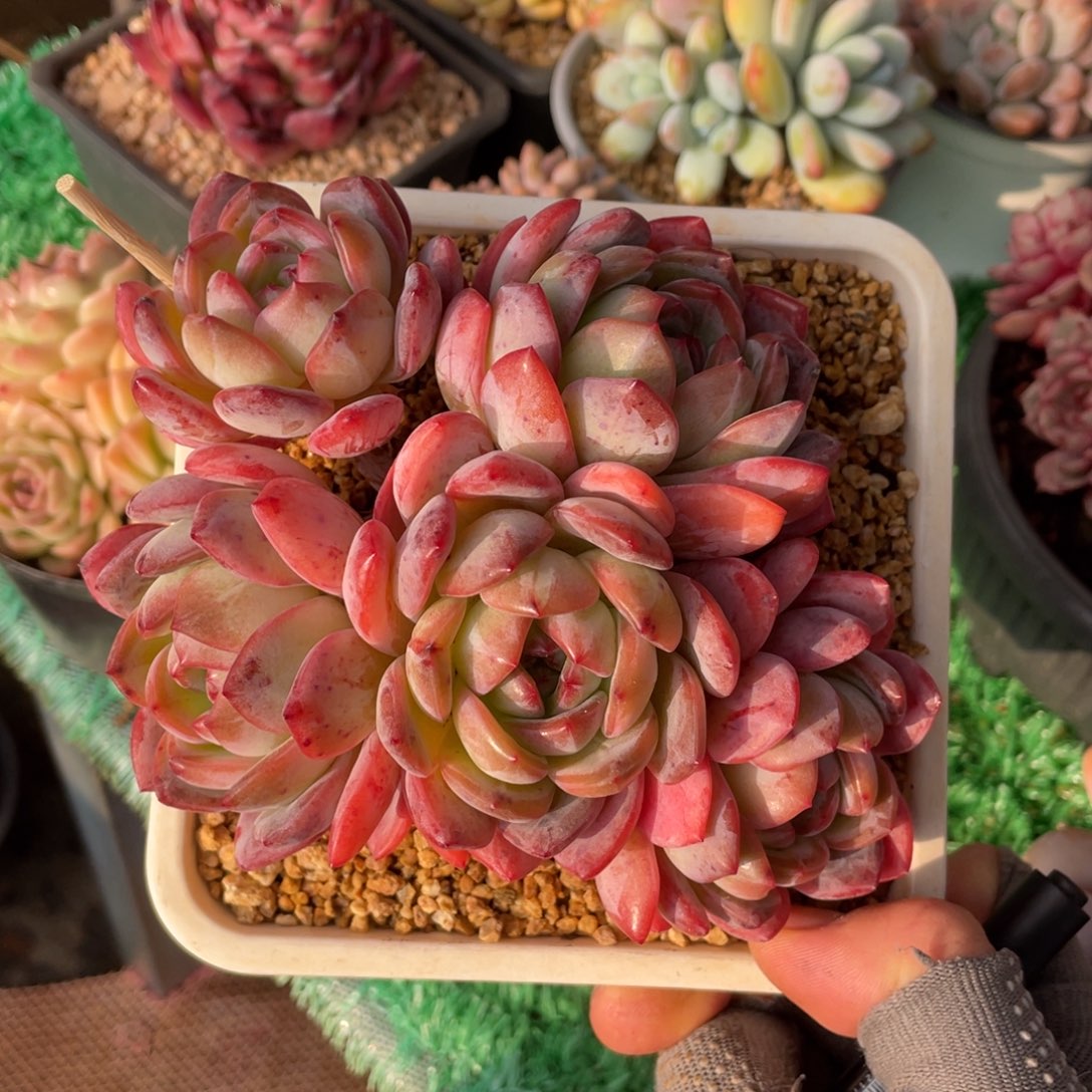 无砍5头全明星多肉