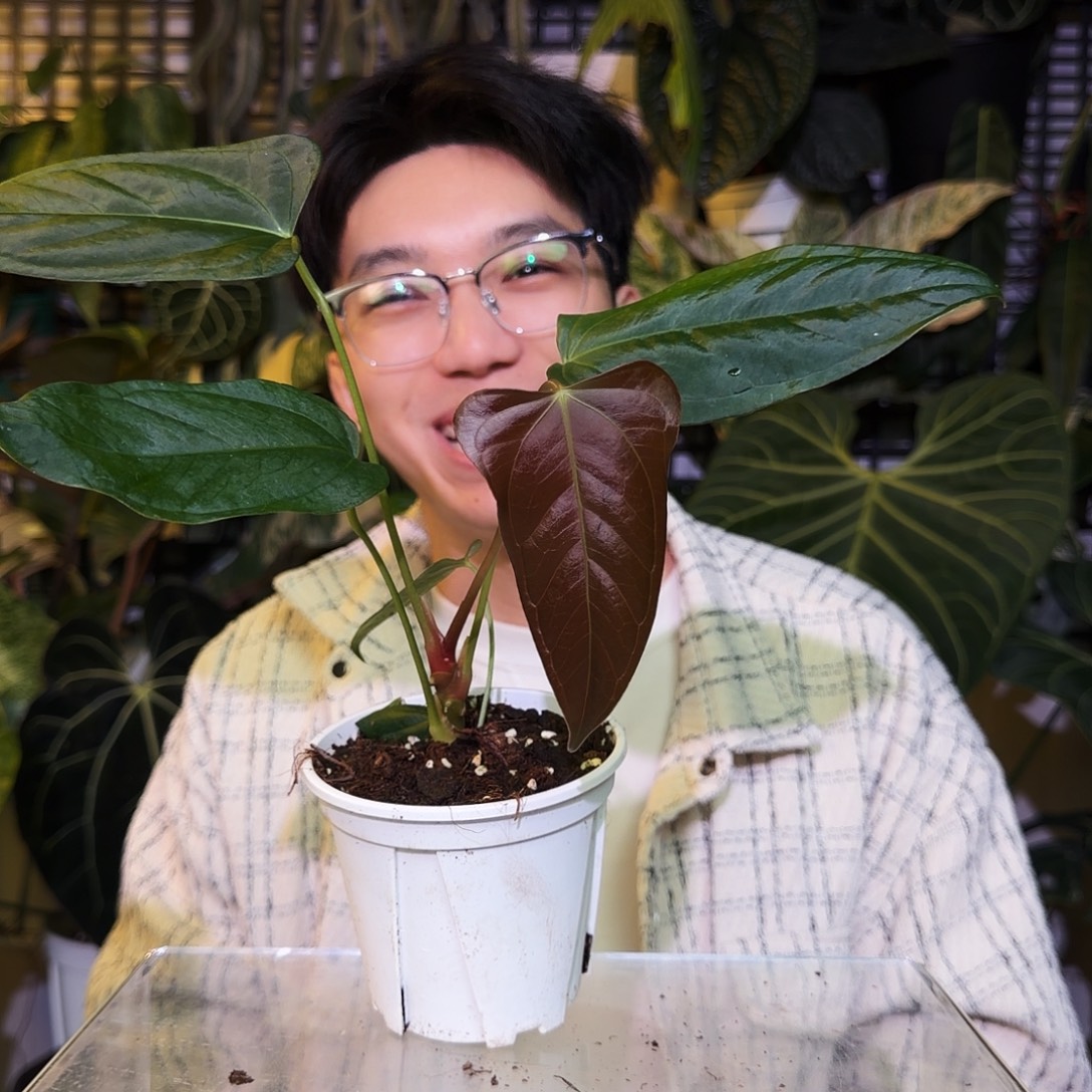 完全开放R122平克力杂小羊皮