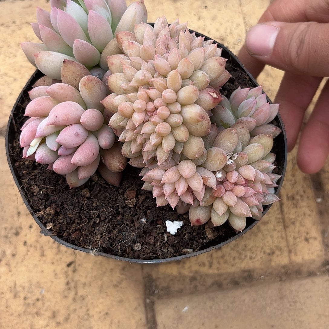 ?**?寄养链接的肉肉的肉肉