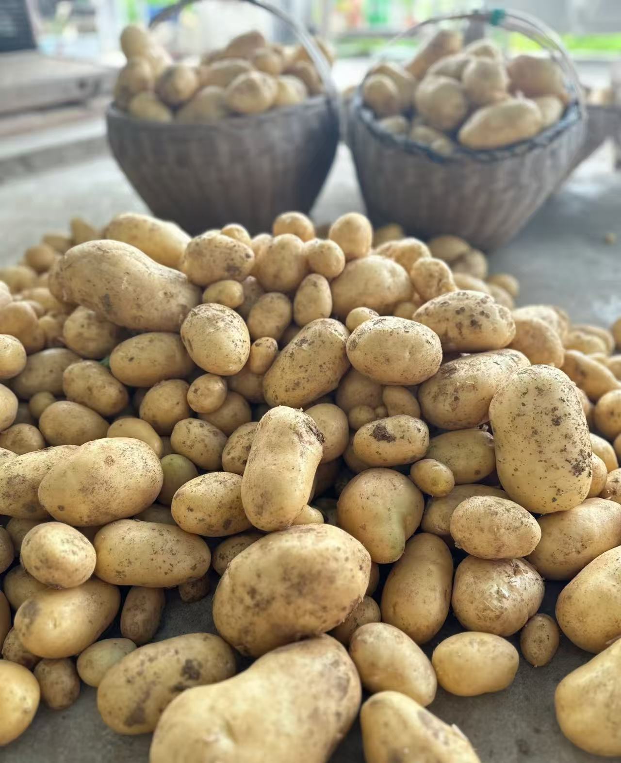 东北小园土豆 新鲜现挖