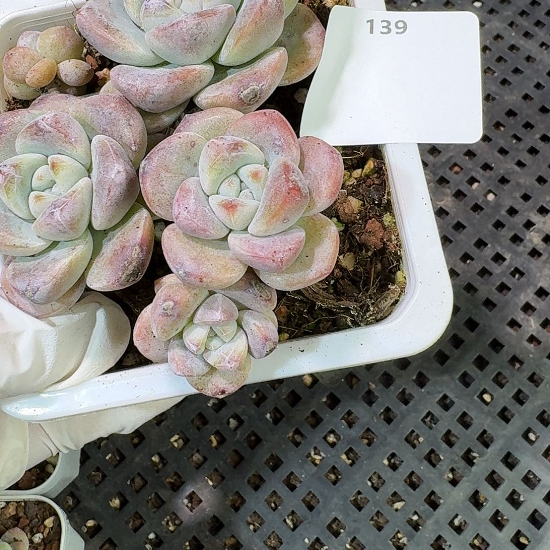 139 号到手1框～一物一拍