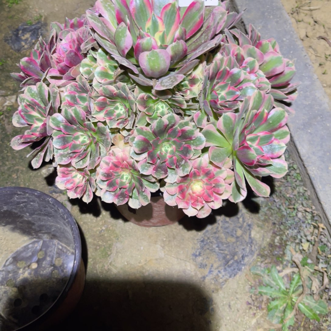 12-1-93粉女巫初恋